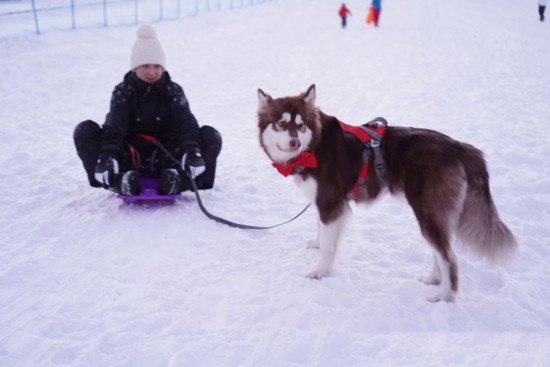 组图:王思聪赴长白山滑雪 与爱犬玩起狗拉雪橇