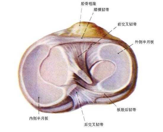 因此損傷發生的類型多種多樣,其中半月板損傷在籃球運動員中尤其好發