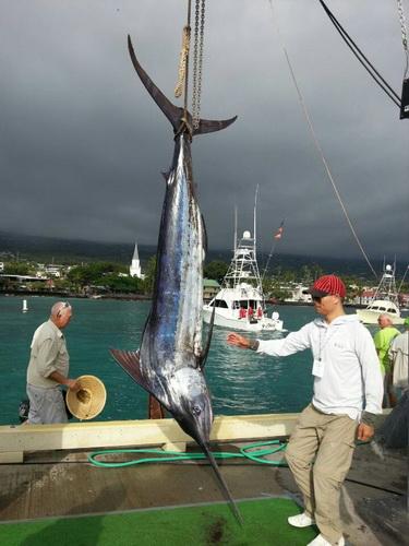 2012夏威夷国际蓝旗鱼海钓大赛 中国队收获颇丰